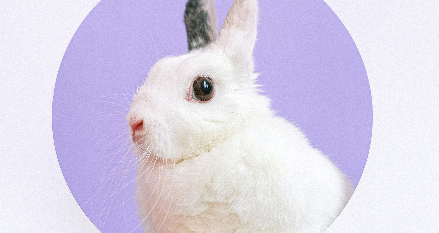 Végane vs. sans cruauté animale: démystifions les différences