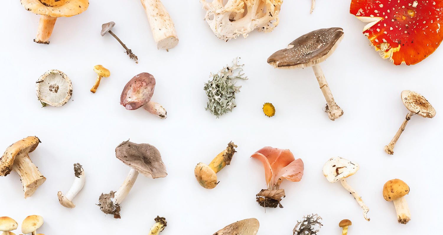 Adaptogènes et champignons médicinaux: pour un bien-être naturel!