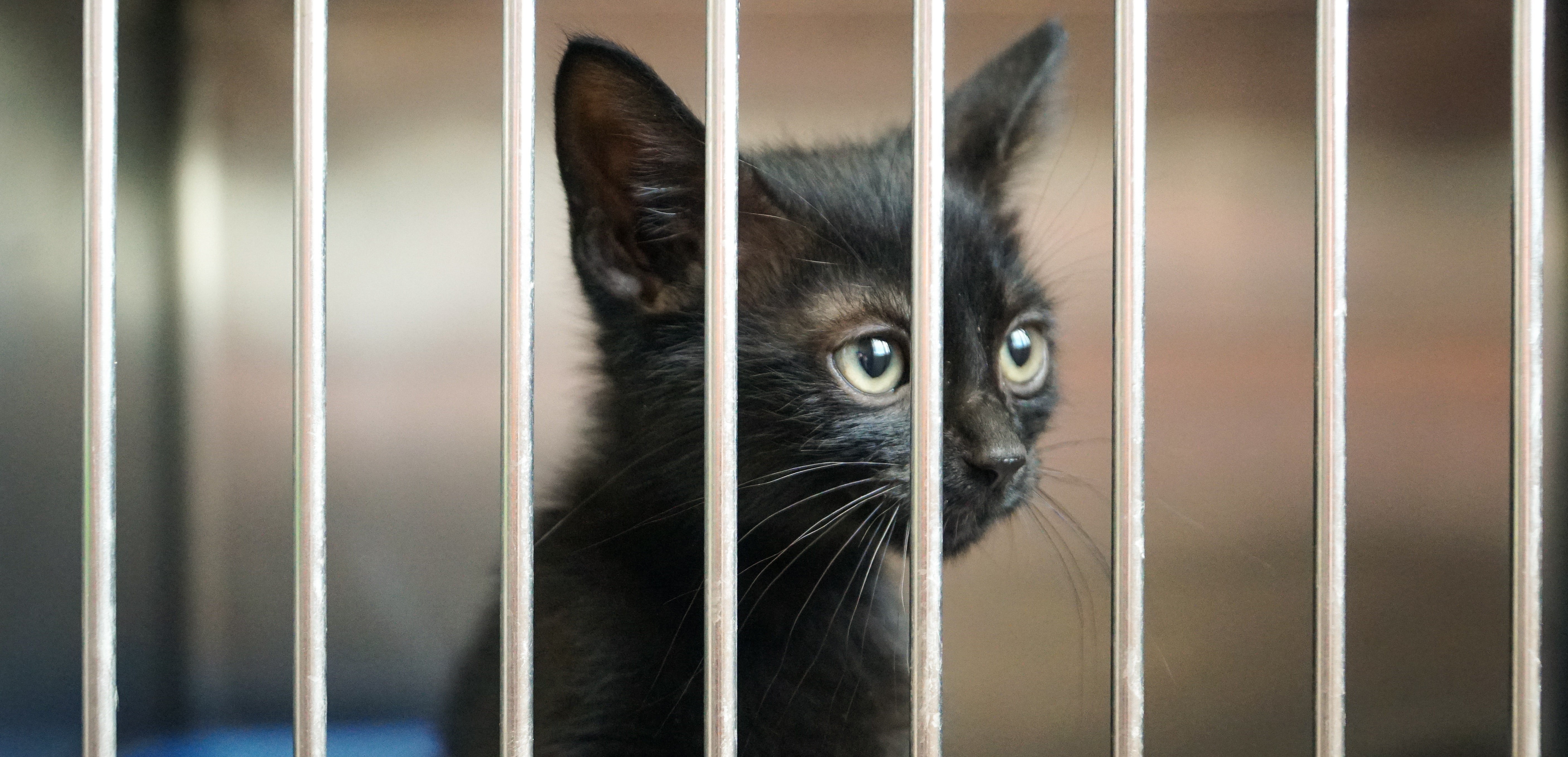 Ne laissez pas vos animaux derrière vous lors des déménagements