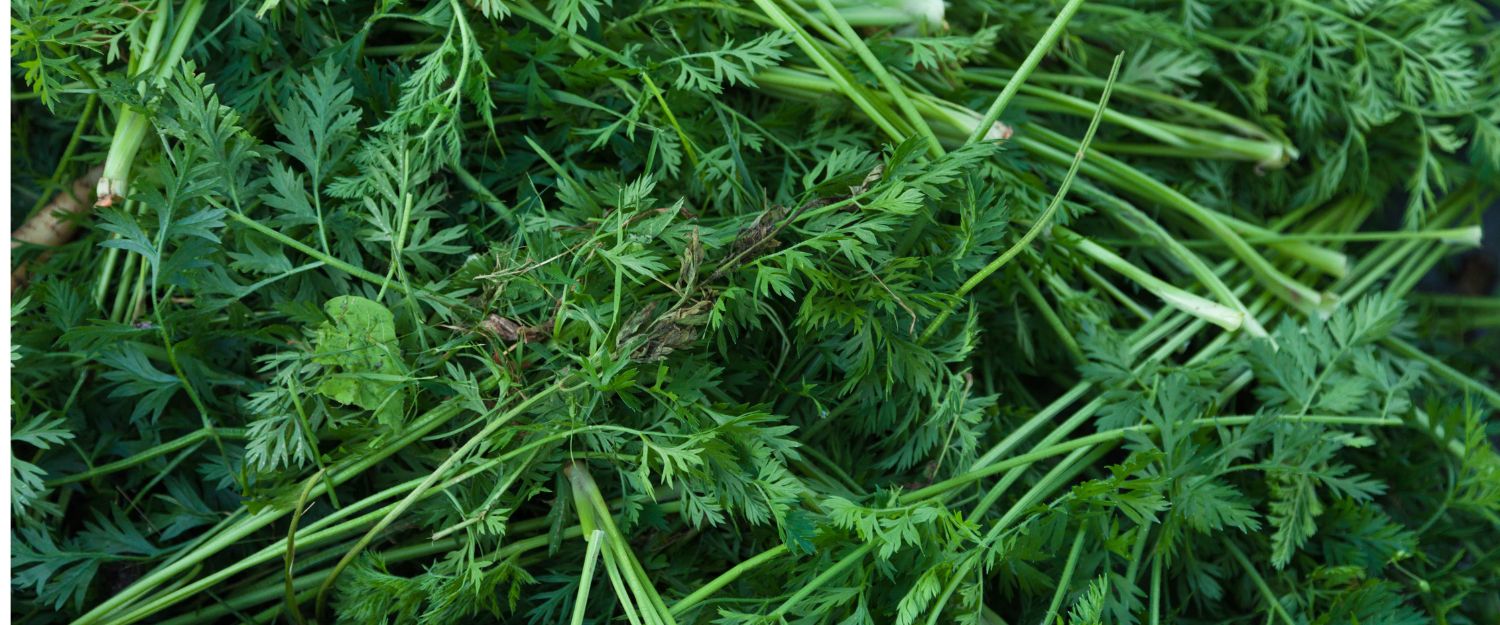 Cuisiner les fanes : recettes simples avec les « déchets » du jardin