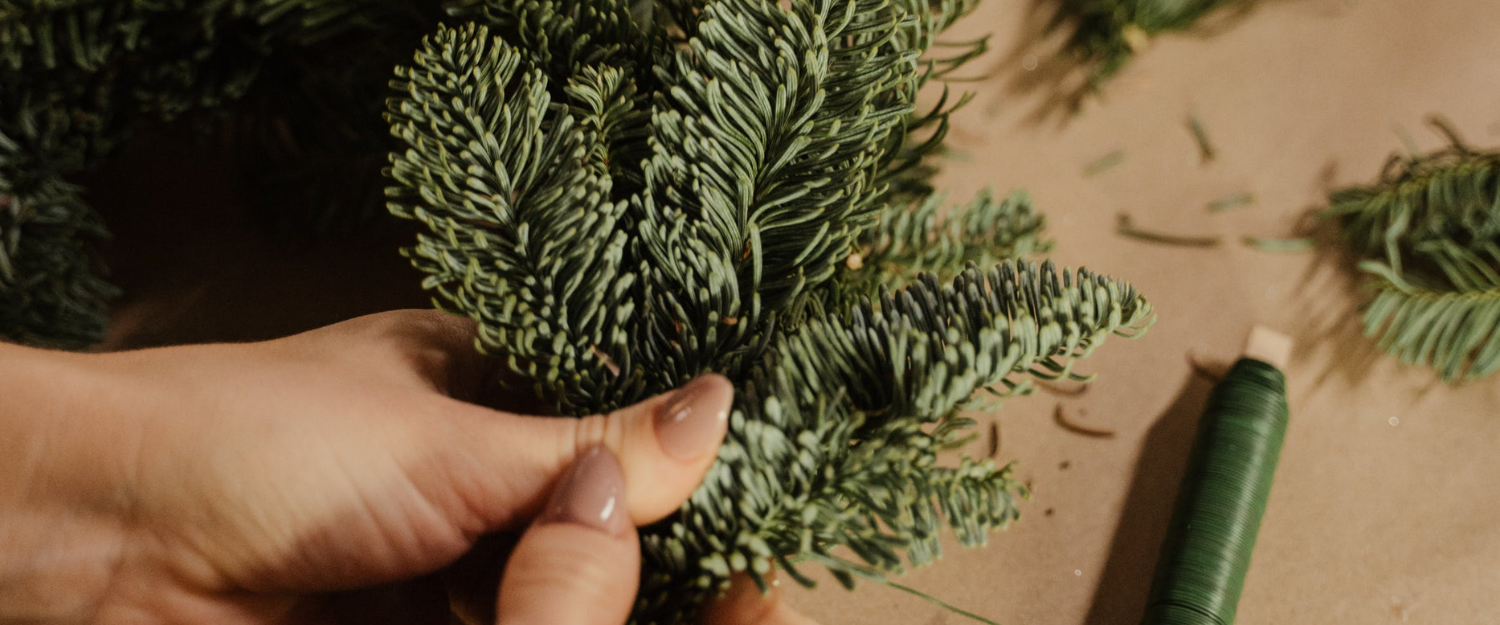 Le trésor méconnu de notre terroir : le sapin baumier