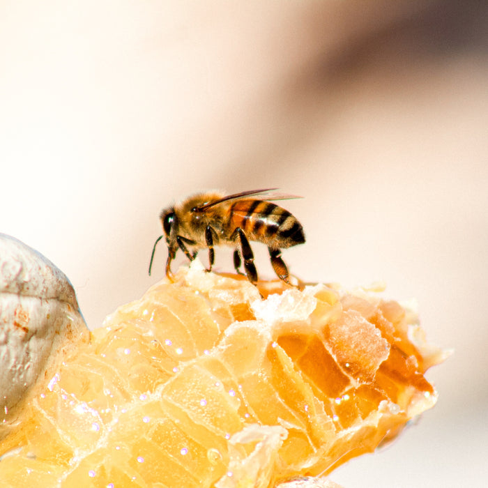 Le miel cristallisé est-il encore bon?