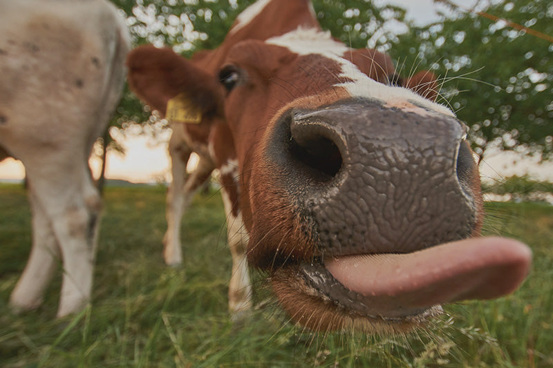 Comment (et pourquoi) réduire sa consommation de viande?