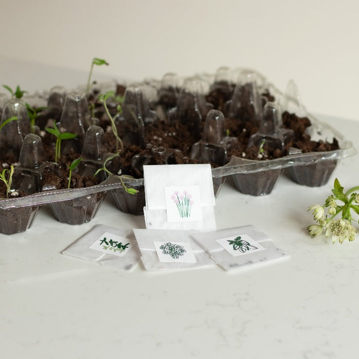Petit Hélène Ready-to-Garden Kit - 4 varieties of organic herbs